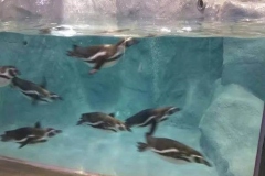 Kolam-renang-akrilik-untuk-pinguin-FILEminimizer