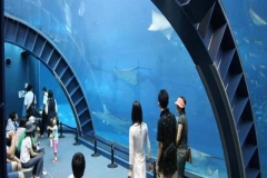 Aquarium-ikan-hiu-besar-dan-berkualitas-FILEminimizer