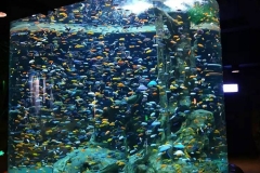 Aquarium-akrilik-terbaik-dan-custom-bentuk-FILEminimizer