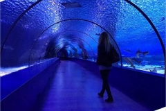 Aquarium-pertunjukan-ikan-hiu-akrilik-murah-FILEminimizer