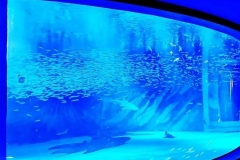 Jasa-pembuatan-Custom-aquarium-besar-ataupun-kecil-FILEminimizer