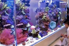Jasa-pembuatan-aquarium-besar-murah-FILEminimizer