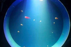 Jual-Filter-aquarium-berkualitas-FILEminimizer