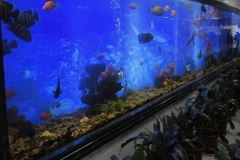 Jual-akuarium-besar-seperti-cp-aquarium-FILEminimizer