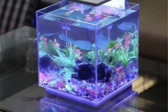 Jual-aquarium-murah-berkualitas-FILEminimizer