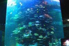 Pabrik-aquarium-besar-di-surabaya-FILEminimizer