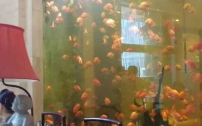 Akuarium ikan besar dan berkualitas – CALL/WA: 081803215590