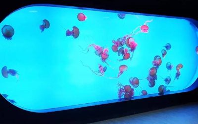 Akuarium raksasa wisata – CALL/WA: 081803215590
