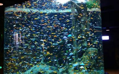 Aquarium akrilik terbaik dan custom bentuk – CALL/WA: 081803215590