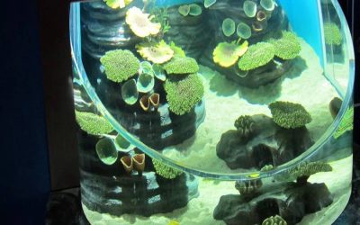 Aquarium custom bentuk air tawar – CALL/WA: 081803215590