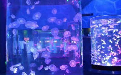 Aquarium custom bentuk tabung dari akrilik – CALL/WA: 081803215590