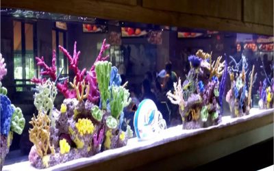 Aquarium hotel dan cafe – CALL/WA: 081803215590