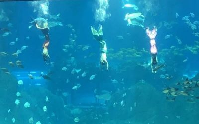 Aquarium raksasa diving custom – CALL/WA: 081803215590