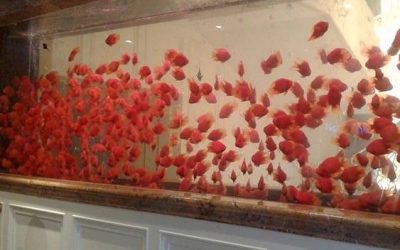 aquarium custom akrilik murah – CALL/WA: 081803215590